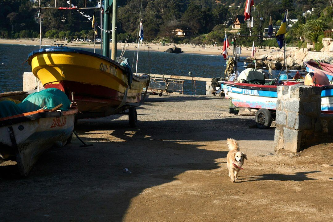 Wooden fishing boats resting on the shore of a Chilean coastal caleta